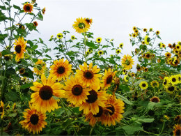 ���������������� ���������տ�԰����