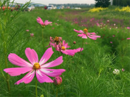 ������������� �й�ʮ�����߿��Ż���