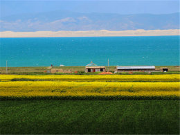 �Ͳ˻�����ɽҰ ��ȴ�ǳ������ຣ����