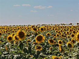 ��Զ׷����� ��ĩ̽���й�������԰