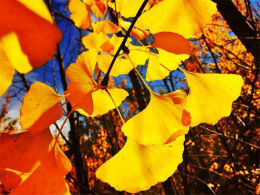 ���������Ӻ�ȥ�� �����ڷ�������Ҷ��