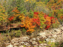 �������Ѱ�ľ�ɽˮ �������Ź��ͺ�Ҷ