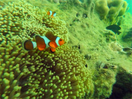 �뾫���и�Լ�� ����������Ȼ���ռ���