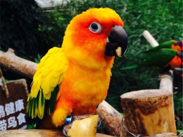 �����ɰ���С���� �Ϲ�����԰���ַǷ�