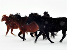 �����װ�ع� ������������ͳ��ԭ����