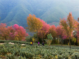 ӣ����׺�Ķ��� ����Ŵ����ķ绨ѩ��