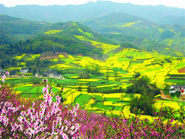 �ӡ����ߡ������� ���ɽ������������