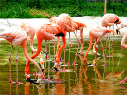 Ѱ��ͯ��ļ��� �����ػʵ�Ұ������԰