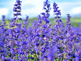 �ᵽ����ζ�� �ڴ����齵��޹�²ݻ���