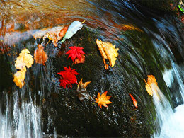 ���ϰϰȴ����ɪ һ·�򱱷�Ҷ���ƻ�