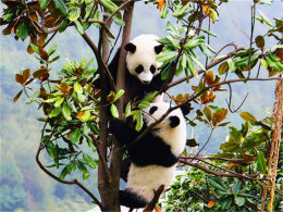 �ҿ�������ɴ ���÷忰�ơ���ɽ�ʺ�