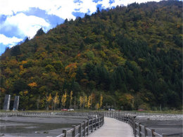 ����������¿��� ��Ҷ��Ⱦ͸����̨��