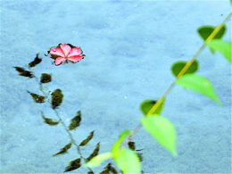 �ŵƽ���������� ��Ҷ��׺�������ɽ