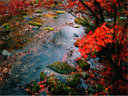 ��Ҷ�ƻ������� ң���ɶ�����Ⱦ͸ɽ��