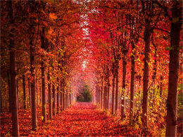 ����һҶ֪�� �����ڲ�Ҷ���������԰�