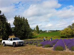 ��������ɫ���� ����ƥ�˰뵺��������