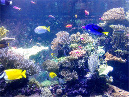 ���ü��ڲ��ɸ� �����¼��±���������