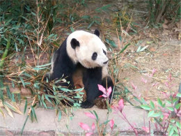 �ֻ̰�����ʥ��ʿ�� ��������д�����