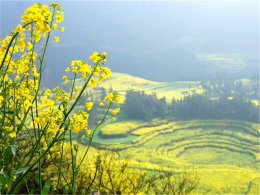 ���˵�˲�� ������ƽ�Ͳ˻��������ճ�