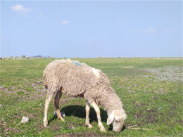 �������Ĳ����� �����ʷ���ƺ�������