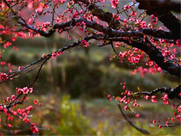 ң��Զɽ�������� �������׽�������Ȼ