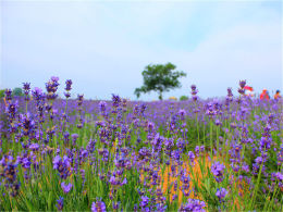 ������������Ƣ ������޹�²�԰������