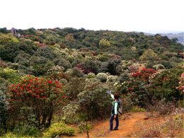 ��ӧ����ɽ��Ұ ��˹���԰��ɫ�ڲ�ס