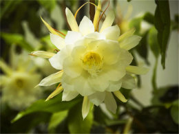 ������������ 꼻�����ŭ�����ڲ�ͬ