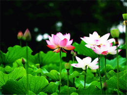 ������Ҷ����� ���к��ɻ�����������