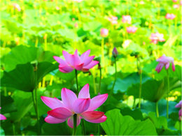 ������Ҷ����� �����ӳ�պɻ�������