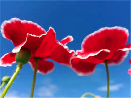 �޷������ĸ���� ���ŷں�ˮ����һȦ