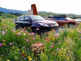 ������ζɫ���� �����½������������