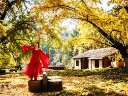 ������־�Ⱦ ��Ҷ������ϼɷ��������