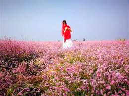 ��Ƭ�ۺ�ɫ�ġ����� ���ˮ�����ӳ