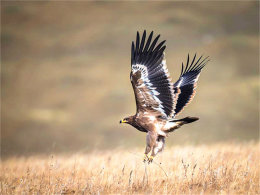 �ӹ���ׯ��Ұ һ��չ���������շ���