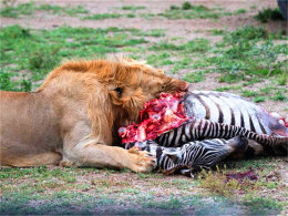 ÿ������������ ����̹ɣ���ǿ�Ұ����