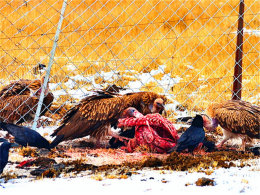 ������һ������ ��С��·�ߵ������Խ