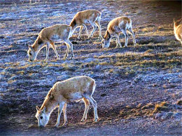 ѩɫ��������һ�� ���ѻ����Ļ��ڸ�ԭ