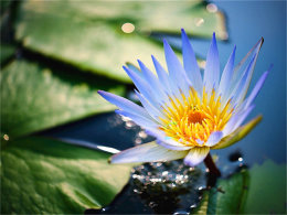 ����һ������� ˯��������--û���ź�