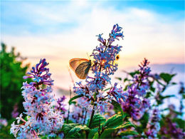 ���ƺ��ճ� �ĵú�����ճԵò����ֺ�