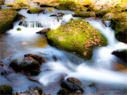 ��Ҷ���˵�ʱ�� ����һ�������д�⻭