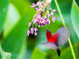 �ջ��ķᾪϲ���� �¼�����Ȼ��̬��Ӱ