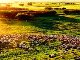 ��������գ�͸����Զ ���ױ���������