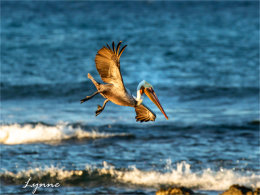 ��Ȼ����Ѱ����ů ��˹����ӿ�������