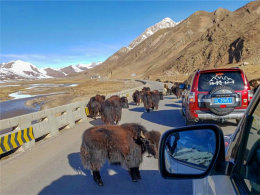 ʥ����ԭ ����ѩ��֮�� ���ܲ�ʽ����