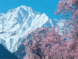 �һ�����Ͽ�� ����֥�����й���������