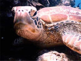 �����ڴ�����Aquaman Ǳ������&ʫ�͵�