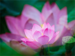 ��ʥ�������ɫ   ���кɻ� ��������