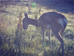 ��ǣ���ӵĸ��� ��Խ����ҿ�������ɴ