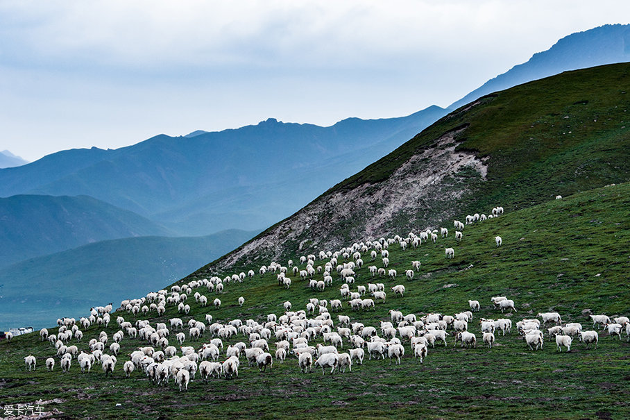 途中偶遇的羊群,在我看来它们才是这片山的主宰,它们是西北地区生态